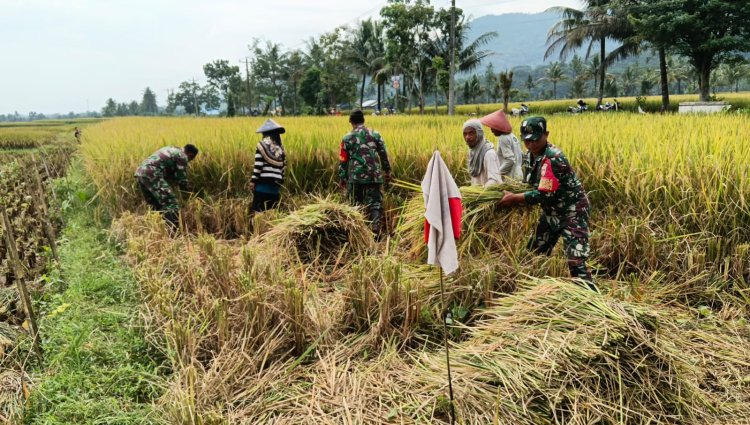 Bantu Petani Panen Padi, Bentuk Dukungan Babinsa Sukseskan Swasembada Pangan