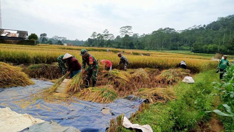 Wujud Dukung Hanpangan Danramil dan Babinsa turun Langsung membantu warga Panen Padi