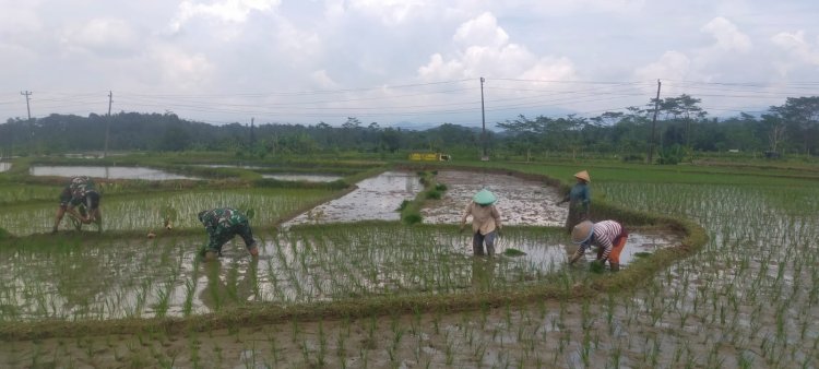 TNI dan Warga Lengkong Turun ke Sawah Tanam Padi Bersama untuk Ketahanan Pangan