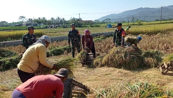 Koramil 14 Madukara Bantu Petani Panen Padi Di Wilayah Desa Binaan