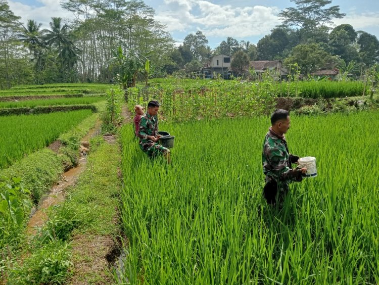 Danramil Dan Babinsa Terjun Langsung Ke Sawah Bantu Petani Pemupukan