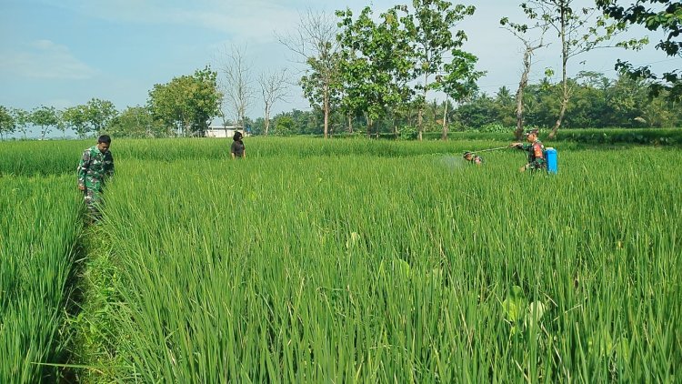 Babinsa Klampok Dampingi Petani Cegah Hama, Dukung Ketahanan Pangan Nasional