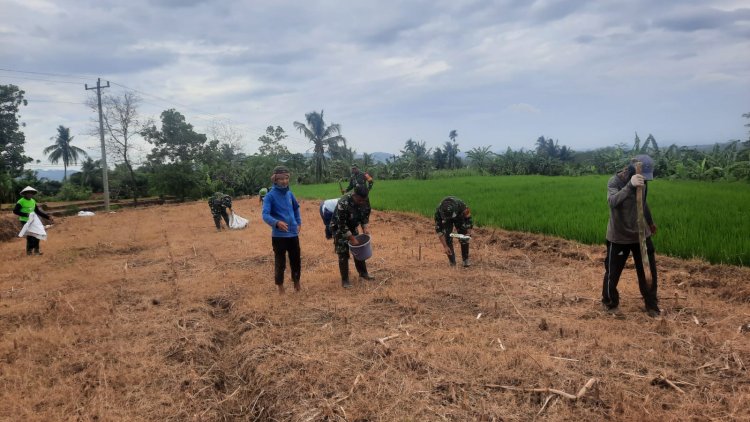 Babinsa Koramil 03 Wanadadi Melaksanakan Tanam Jagung