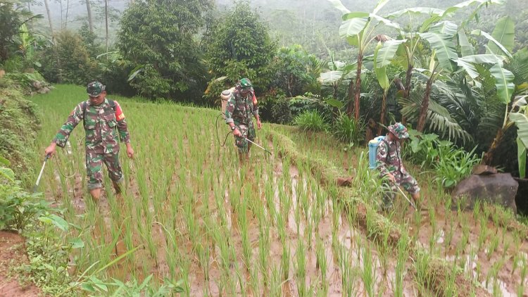 Babinsa Koramil 04 Karangkobar Bantu Petani Melaksanakan Penyemprotan Padi