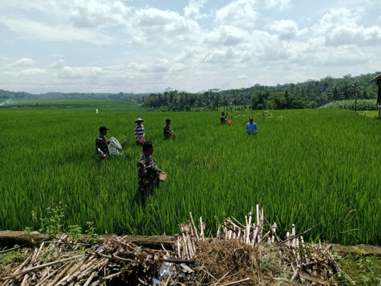 Wujud Kepedulian Babinsa Bantu Petani Pemupukan padi