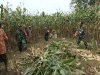 Demi menjaga ketahanan Pangan Babinsa bersinergi membantu Panen Jagung