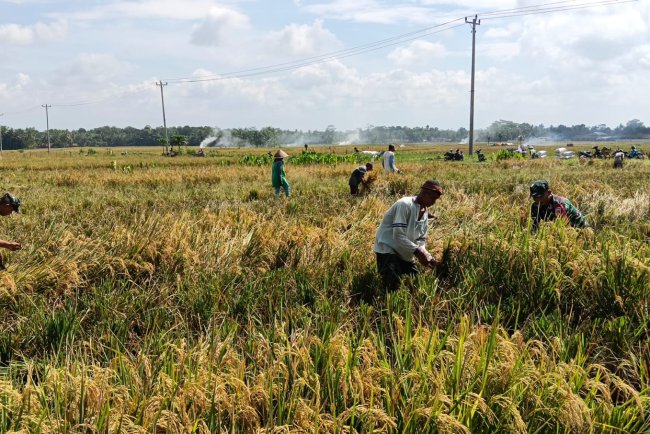 Bulan Ramadhan Tidak Menjadi Halangan Babinsa Untuk Membantu Panen Padi Petani