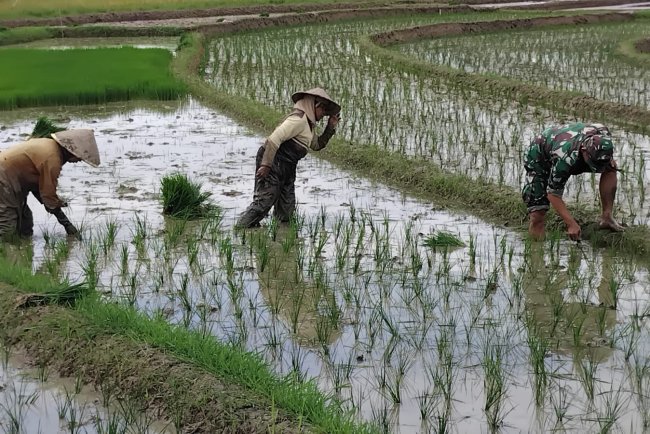 Babinsa Koramil 13 Banjarmangu Sengkuyung Bantu Tanam  Padi