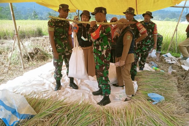 Babinsa Menbantu Proses Panen Padi