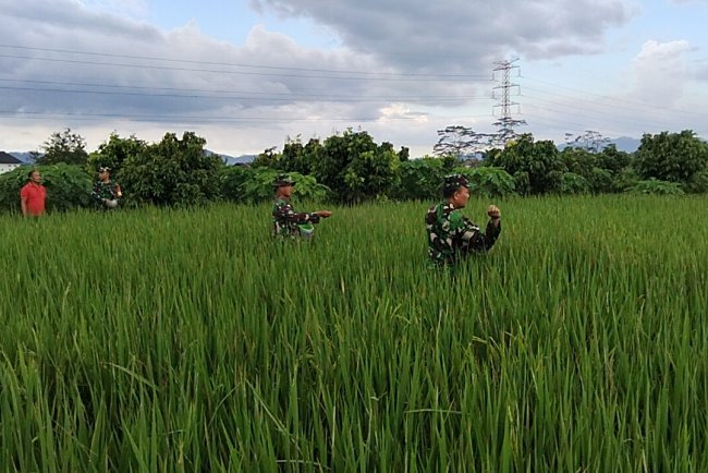 Pemupukan Tanaman Padi Bersama Babinsa