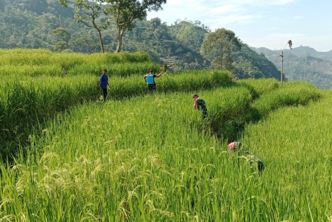 Babinsa Bersama Ketua Poktan Tani Maju Melaksanakan Kegiatan Penyemprotan Tanaman Padi
