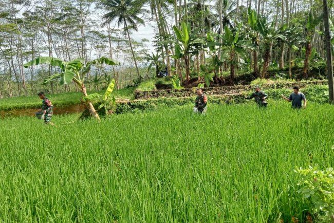 Koramil 01 Banjarnegara Terjun Langsung Ke Sawah Bantu Petani Pemupukan