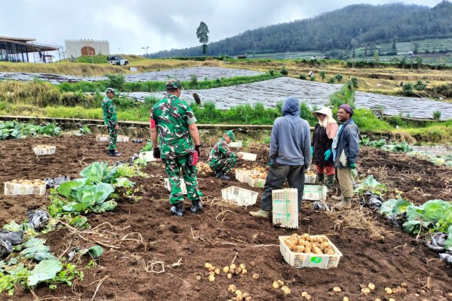 Koramil 05 Batur Bantu Panen Kentang Milik Warga Binaan
