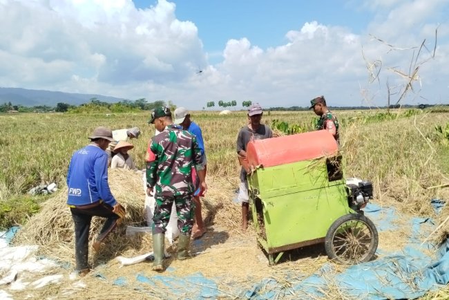 Babinsa Kesawah Bantu Panen Padi Petani