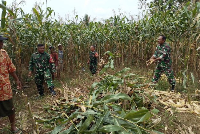 Demi menjaga ketahanan Pangan Babinsa bersinergi membantu Panen Jagung