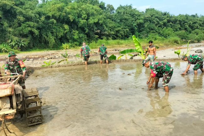 Sinergi TNI dan Petani Koramil 11 Punggelan Turun ke Sawah Bantu Olah Lahan di Bondolharjo