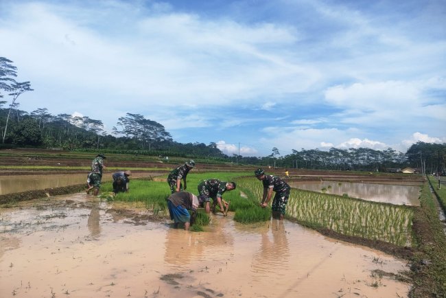Aksi Nyata Danramil Dan Babinsa Bantu Petani Cabut Benih Padi Siap Tanam