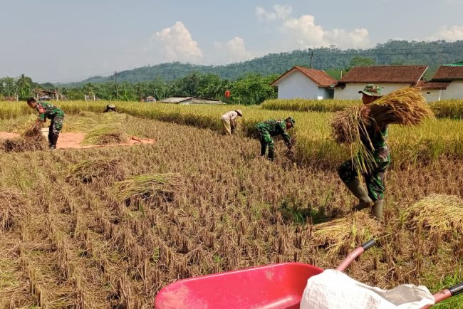 Koramil 14 Madukara membantu proses panen padi bersama petani