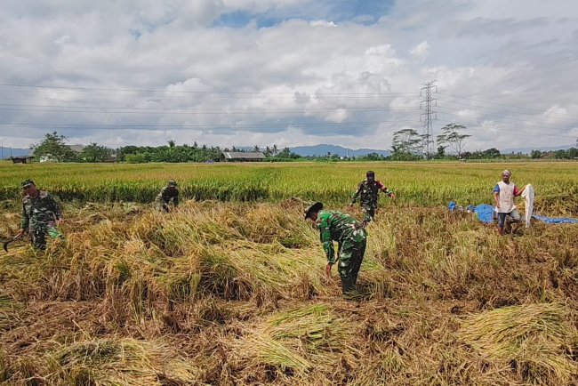 Panen  Padi Bersama Poktan Dan Babinsa