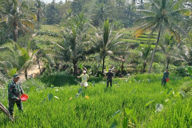 Sukseskan Ketahanan Pangan Danramil dan Babinsa Bantu Petani Tanam Padi