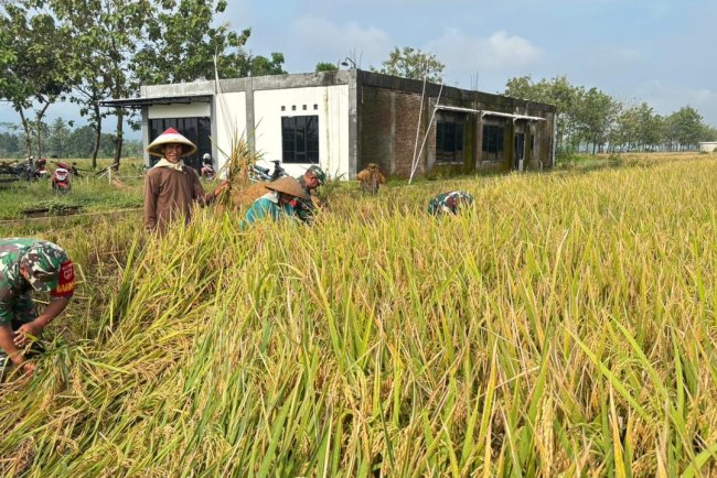 Babinsa Koramil 02 Klampok Dampingi Panen Padi di Desa Kalimandi