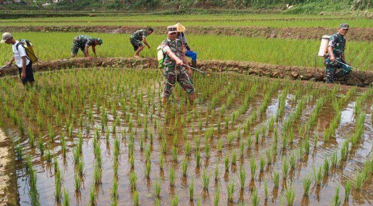 Perawatan Padi Kelompok Tani Di Wilayah, Babinsa Ikut membantu Dalam Giat  Penyemprotan