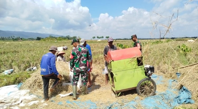 Babinsa Kesawah Bantu Panen Padi Petani