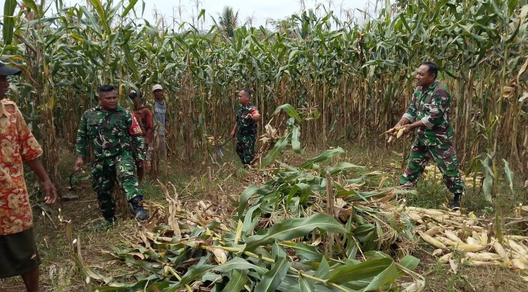 Demi menjaga ketahanan Pangan Babinsa bersinergi membantu Panen Jagung