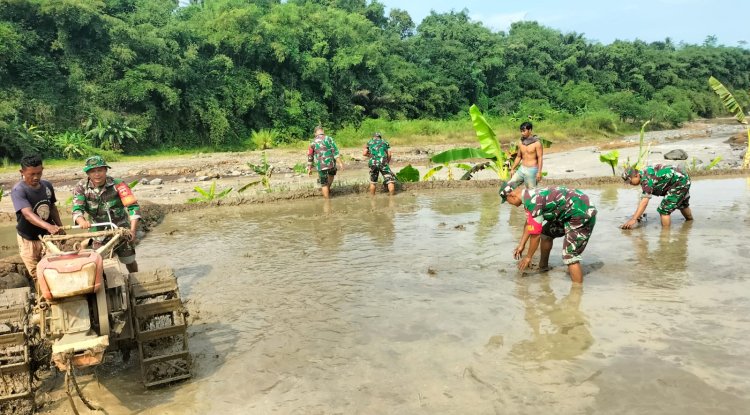 Sinergi TNI dan Petani Koramil 11 Punggelan Turun ke Sawah Bantu Olah Lahan di Bondolharjo