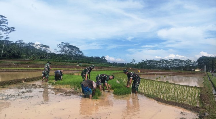 Aksi Nyata Danramil Dan Babinsa Bantu Petani Cabut Benih Padi Siap Tanam