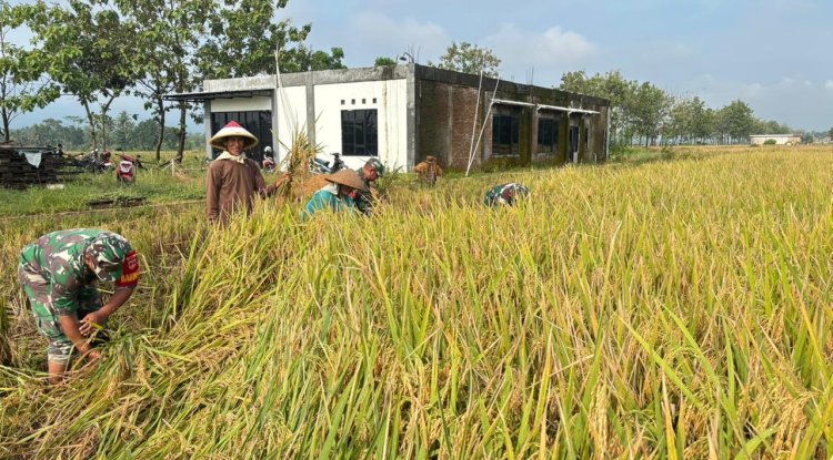Babinsa Koramil 02 Klampok Dampingi Panen Padi di Desa Kalimandi