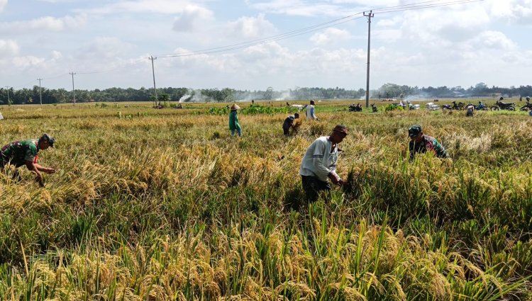 Bulan Ramadhan Tidak Menjadi Halangan Babinsa Untuk Membantu Panen Padi Petani