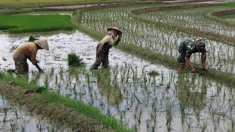 Babinsa Koramil 13 Banjarmangu Sengkuyung Bantu Tanam  Padi