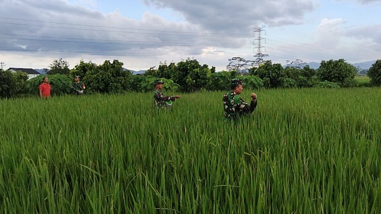 Pemupukan Tanaman Padi Bersama Babinsa