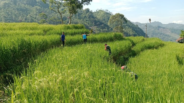 Babinsa Bersama Ketua Poktan Tani Maju Melaksanakan Kegiatan Penyemprotan Tanaman Padi