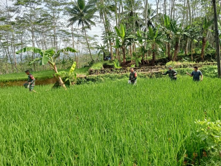 Koramil 01 Banjarnegara Terjun Langsung Ke Sawah Bantu Petani Pemupukan