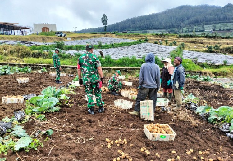 Koramil 05 Batur Bantu Panen Kentang Milik Warga Binaan