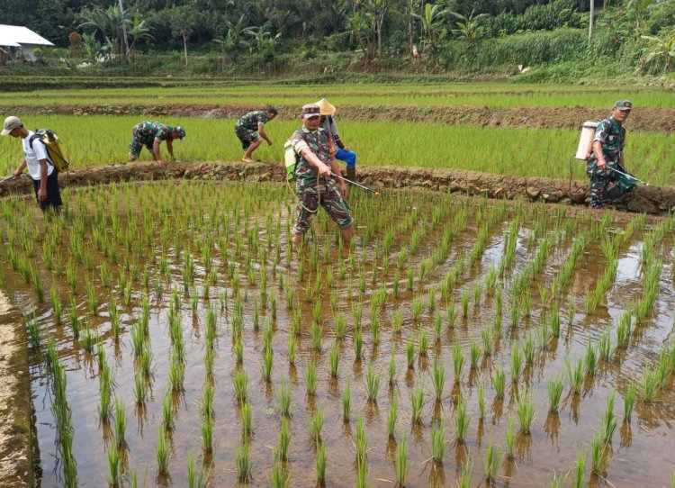 Perawatan Padi Kelompok Tani Di Wilayah, Babinsa Ikut membantu Dalam Giat  Penyemprotan