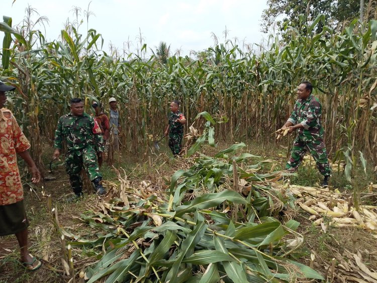 Demi menjaga ketahanan Pangan Babinsa bersinergi membantu Panen Jagung