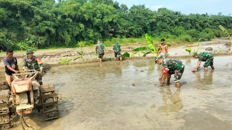 Sinergi TNI dan Petani Koramil 11 Punggelan Turun ke Sawah Bantu Olah Lahan di Bondolharjo