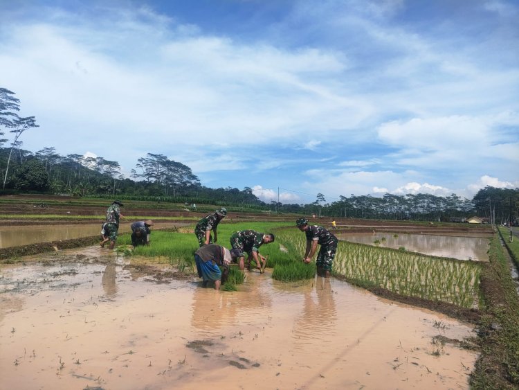 Aksi Nyata Danramil Dan Babinsa Bantu Petani Cabut Benih Padi Siap Tanam