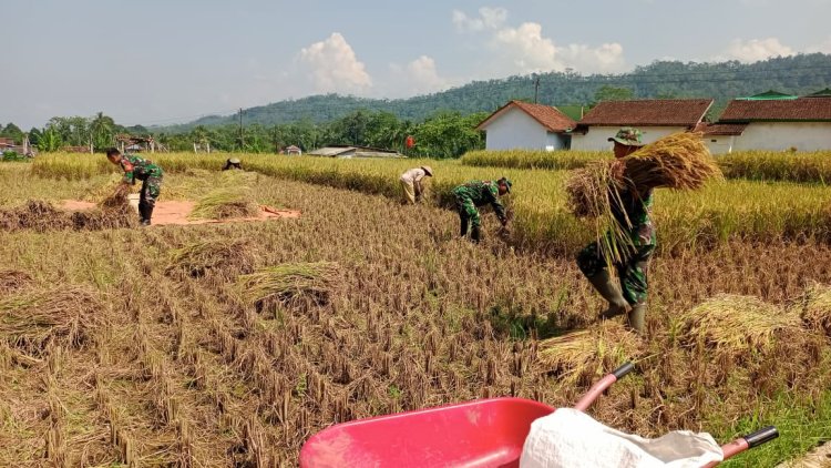 Koramil 14 Madukara membantu proses panen padi bersama petani