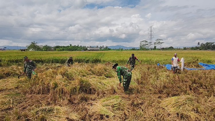 Panen  Padi Bersama Poktan Dan Babinsa