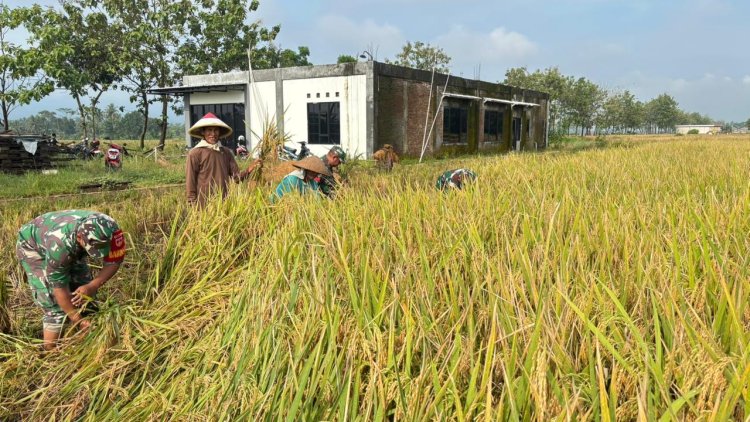 Babinsa Koramil 02 Klampok Dampingi Panen Padi di Desa Kalimandi