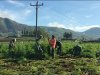 Koramil 05 Batur Bantu Panen Dengan Penuh Semangat