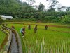 Wujud Kepedulian Babinsa Bantu Petani Perawatan Tanaman padi Di Wilayah Binaan