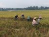 Semangat Babinsa Kebersamaan Membantu Pentani Saat Penan Padi diwilayah