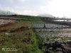 Babinsa Batur Tinjau Penggalian Pondasi KDKMP di Pekasiran
