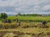 Danramil 15 Rakit Bersama Babinsa dan Warga Laksanakan Panen Padi Bersama