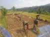 Danramil dan Babinsa turun Langsung membantu warga Panen Padi